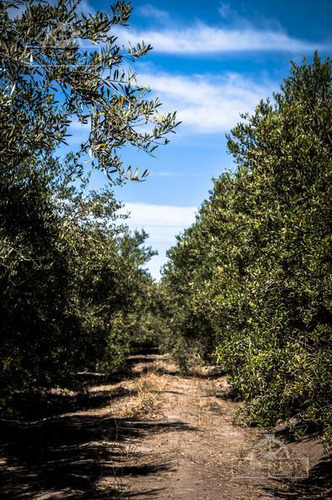 Campo - Finca Productiva De Primer Nivel, Sobre Ruta 7, Mendoza, 24 Has