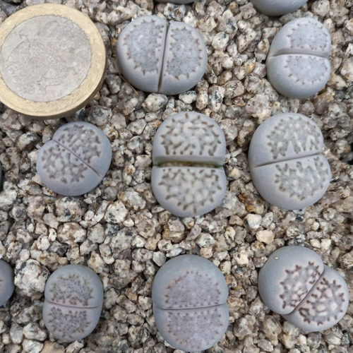 Imagen 2 de 4 de 1 Lithops Julii Ssp. Julii C297 (cactus Piedra/suculentas)