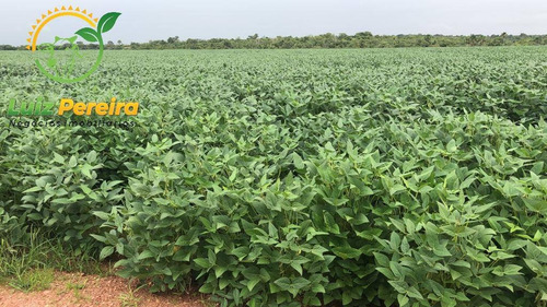 Imagem 1 de 15 de Fazenda À Venda Em Lagoa Do Tocantins-to-de 205 Alqueirões (dupla Aptidão) - 1816
