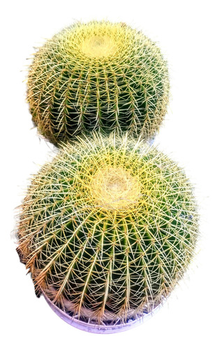 Cactus Echinocactus Grusonii - Asiento De Suegra - Gigantes