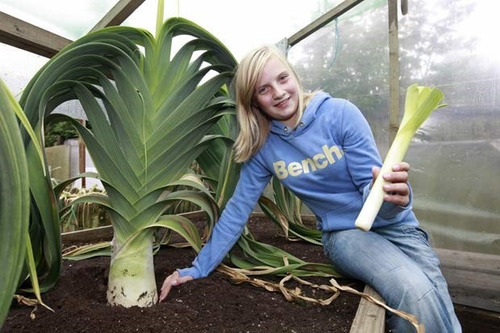 Semente De Hortaliça De Hortaliças Agriculture_seeds De Unidade De 1 X 1 De 1g