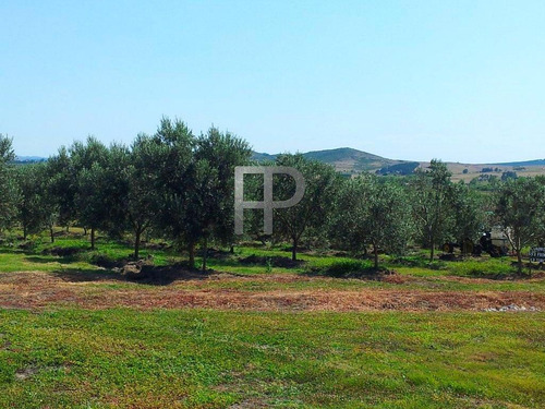 Imagen 3 de 9 de Campo En Venta Pan De Azúcar 60 Hectáreas