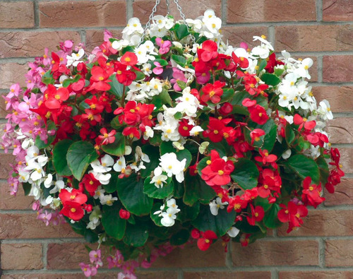 Imagem 5 de 10 de Frete Grátis + Begonia Semperflorens - Sementes Flor P/ Muda