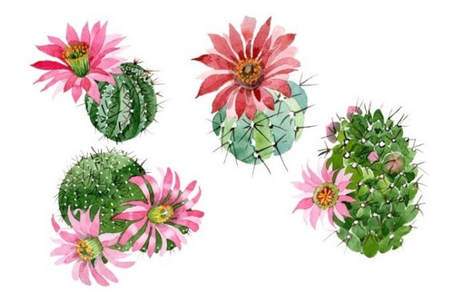 Kit Imágenes Digitales Cactus Con Flores Acuarela 1670094