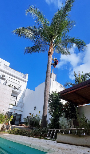 Poda De Arboles Tala Extracciones Palmera Whatsap 1528694955