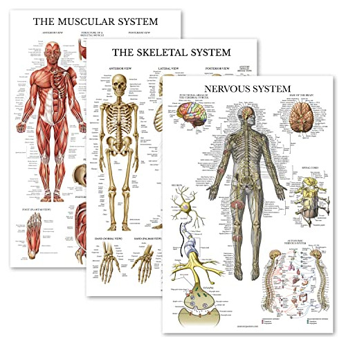 Posters Sistema Muscularervioso/oseo Laminados 3u 46x60cm