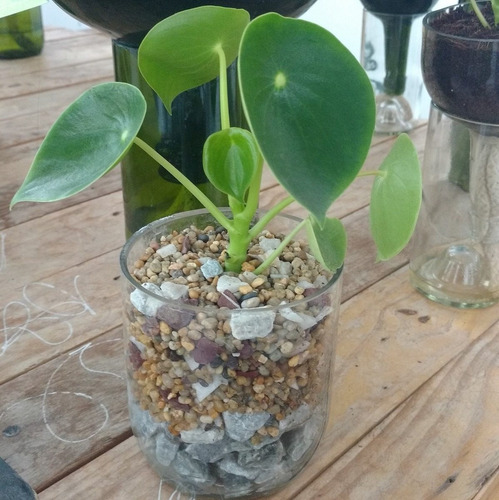Plantas Interior Cuchara Little Terrario 10