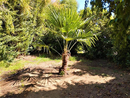 Imagen 18 de 21 de Agrícola En Venta En Curacaví Con Producción De 73 Nogales