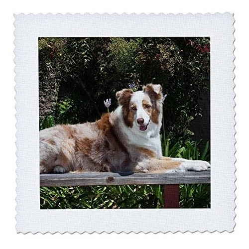 3drose Qs_88760_10 Perro Pastor Australiano Us05 Zmu0027