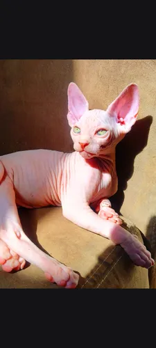 Gatos Esfinge Sphynx Medellín Raza Pura