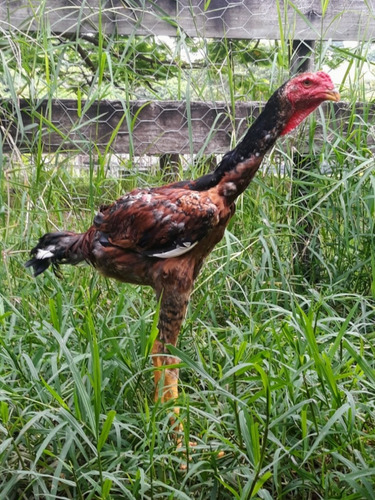 Índio Gigante 20 Ovos Galados