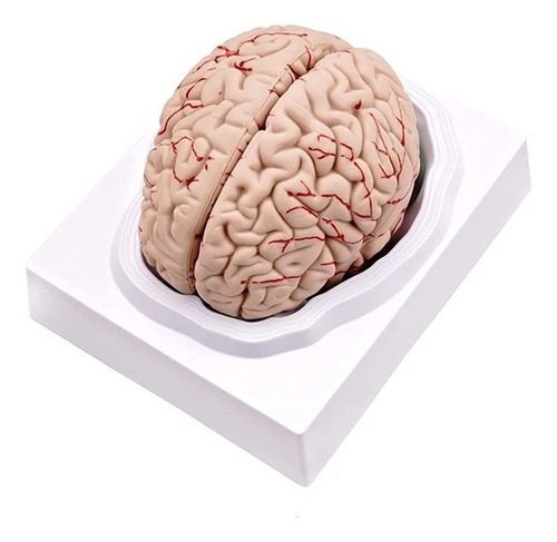 Cerebro Humano, Modelo De Anatomía Del Cerebro Humano De Tam