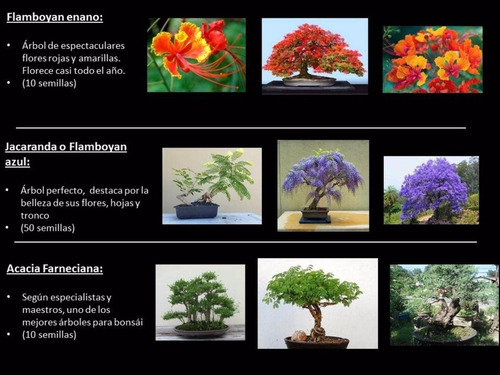 Combo De Semillas Bonsai Para Principiantes + Obsequio