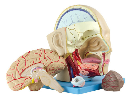 Cabeça Humana Com Caixa Craniana Em 4 Partes