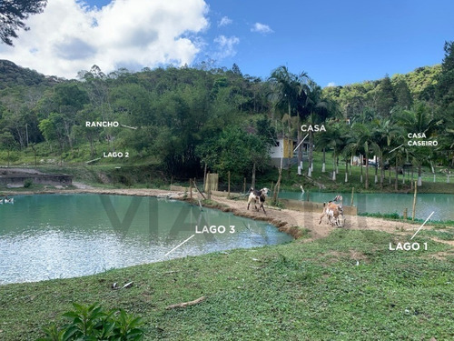 Imagem 11 de 30 de Lindo Sitio, Com 03 Nascentes! Ideal Para Lazer E Criação. - 118 - 69225614