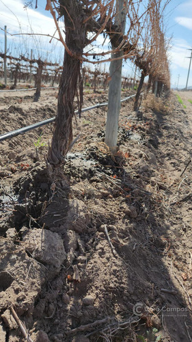 Se Vende Finca En Valle De Uco Mendoza. 300 Ha De Viñedo En Producción Unicas. Lo Mejor