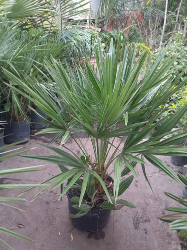 Palmito Europeo,margallón, Chamaerops Humilis 10lts