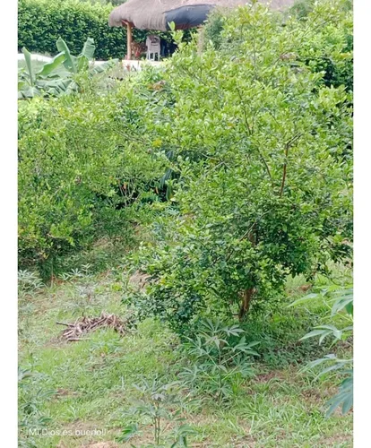 Lote En Venta, Ubicado En Turbaco,bolivar