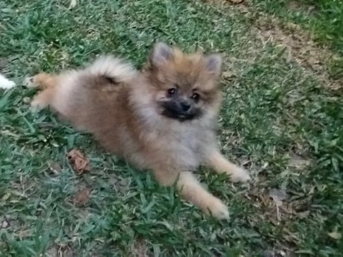 Spitz Alemão 12xsem Juros