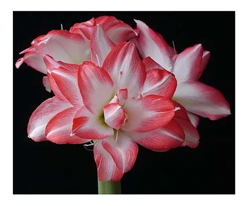 Bombilla Doble Blanca Rojo