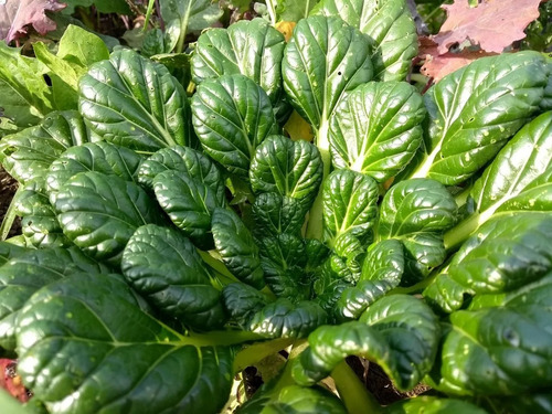 Semillas De Tatsoi Organicas Ideal Huerta Cultivo Oriental