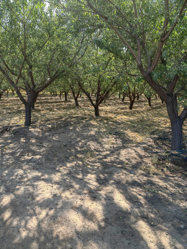 Parcela En Venta Con Plantación De Almendros Chada Paine