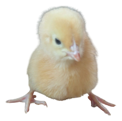 Pollita, Pollo. Polla, Gallina De Postura Rojo