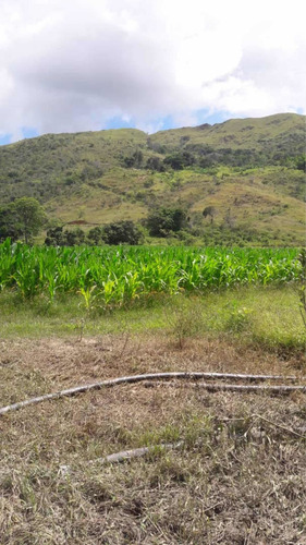 Imagen 8 de 11 de Vendo Espectacular Finca En Chirgua-carabobo (0414-0784274)