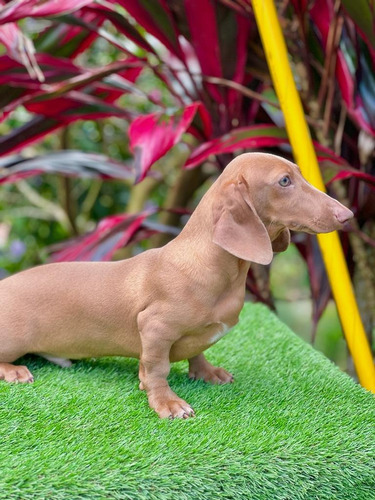 Cachorro Teckel - Color Isabella Solido