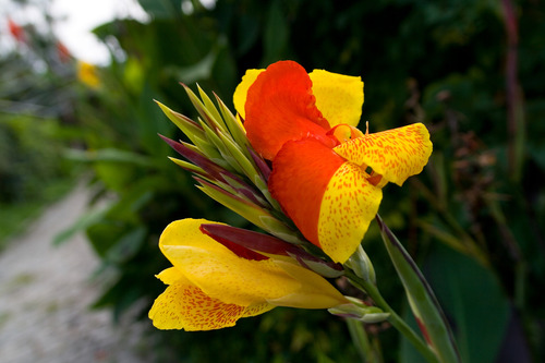 Achira (canna Indica)