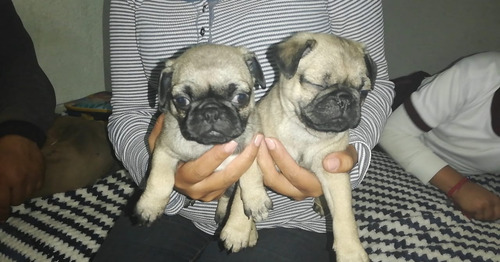 Cachorros Pug Gorditos