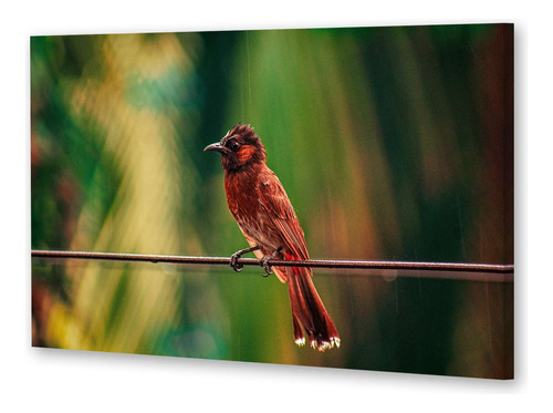 Cuadro Canvas Aves Parada En Una Rama Con Fondo Bosque