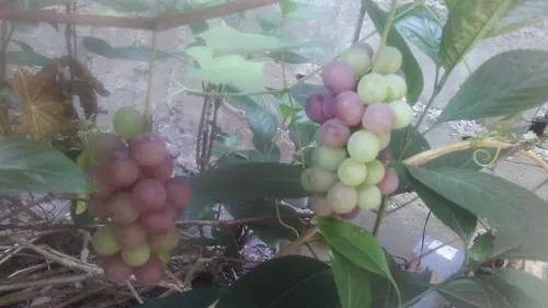 Plantas De Uva Morada Criolla