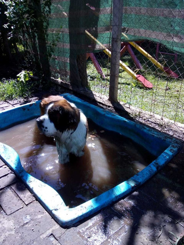Imagen 4 de 5 de Guarderia Canina Rincon De Tortuguitas