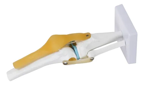 Knee Joint Model Anatomy Study Life Size Human For Skeleton