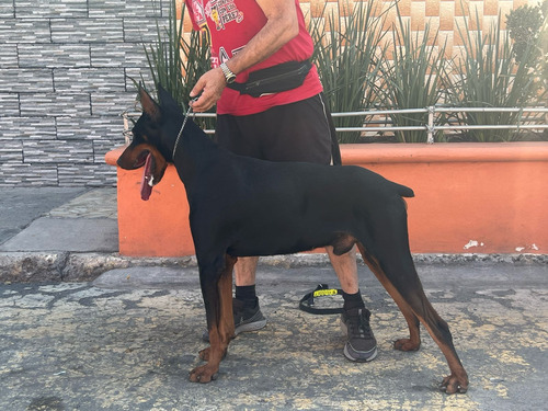 Doberman