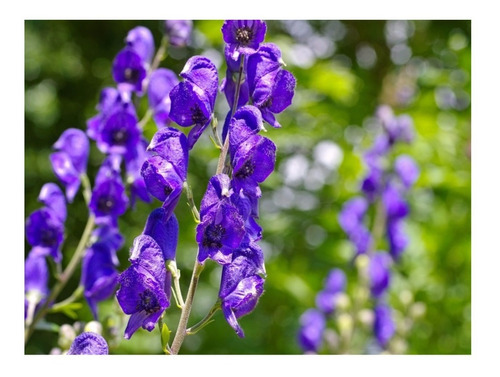 100 Sementes De Flor Aconito