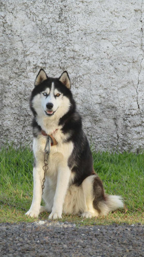 Husky Siberiano Macho Para Cruzar