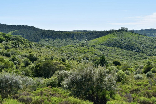 Imagen 4 de 8 de Venta Chacra 13 Has Sierras Minas Ruta 60 Arroyo