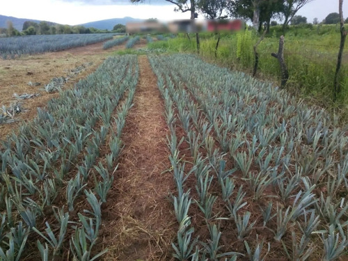 20 Plantas De Agave Azul Mezcal De Jalisco