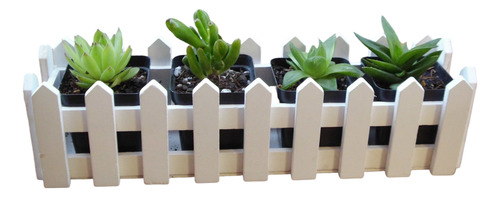 Suculentas 4 Unidades En Jardinera De Madera. Ideal Regalo.