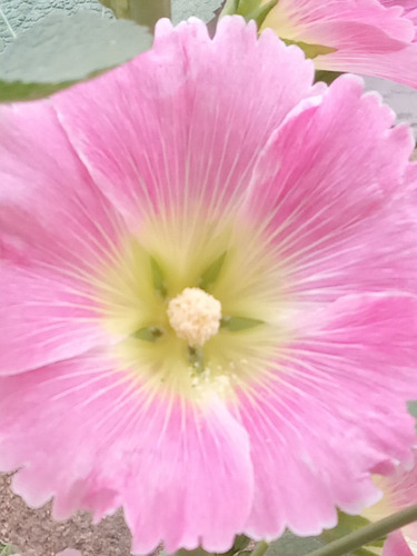 50 Sementes De Flores Malva Real Rosa