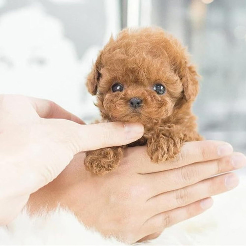 Milow Robot Puppy, Milow - My Realistic Robot Puppy