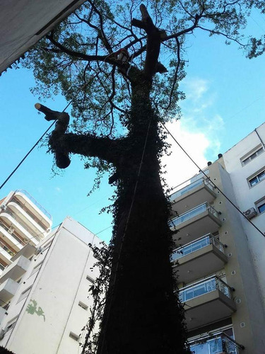 Podas De Arboles Altura Desmontes Talas Extracción De Raíces