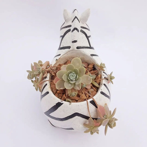 Maceta Cebra Con Suculenta Natural Ideal Para Regalo O Deco