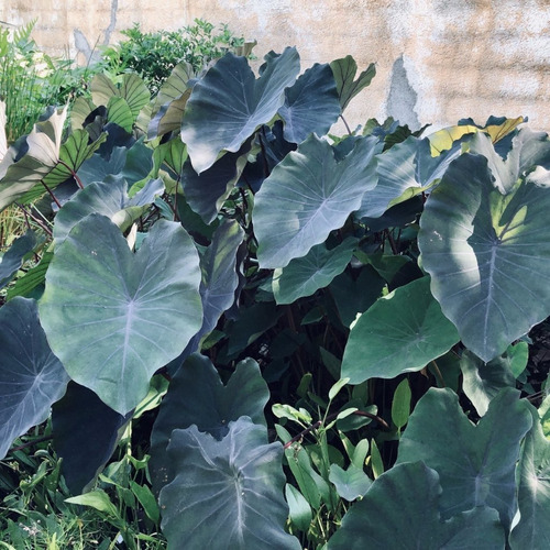 Taro Negro  Black Magic  (colocasia Sp.)