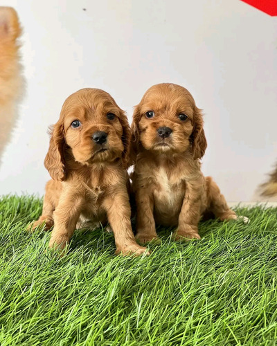 Cocker  Spaniel