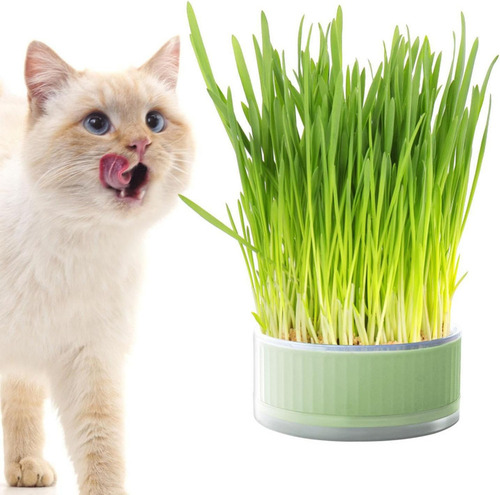 . Cultivador Hidropónico Hierba Para Gatos, Gatos Catnip