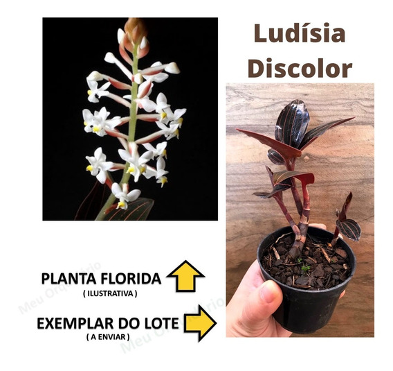 Orquidea Ludisia | MercadoLivre 📦