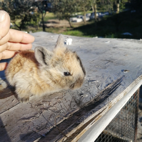Imagen 1 de 4 de Conejos León Lop